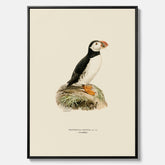 Inramad vintageposter på canvas föreställande en lunnefågel, ritad av bröderna von Wright. 30x40 cm.