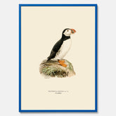 Inramad vintageposter föreställande en lunnefågel, ritad av bröderna von Wright. 30x40 cm.
