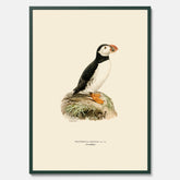 Inramad vintageposter föreställande en lunnefågel, ritad av bröderna von Wright. 30x40 cm.