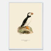 Inramad vintageposter föreställande en lunnefågel, ritad av bröderna von Wright. 30x40 cm.