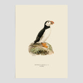 Vintageposter föreställande en lunnefågel, ritad av bröderna von Wright. 30x40 cm.
