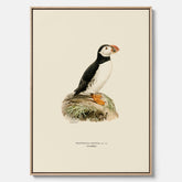 Inramad vintageposter på canvas föreställande en lunnefågel, ritad av bröderna von Wright. 30x40 cm.