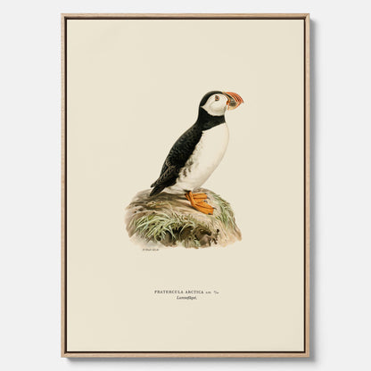 Inramad vintageposter på canvas föreställande en lunnefågel, ritad av bröderna von Wright. 30x40 cm.