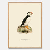 Inramad vintageposter föreställande en lunnefågel, ritad av bröderna von Wright. 30x40 cm.