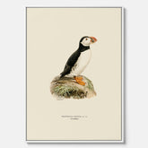 Inramad vintageposter på canvas föreställande en lunnefågel, ritad av bröderna von Wright. 30x40 cm.
