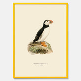Inramad vintageposter föreställande en lunnefågel, ritad av bröderna von Wright. 30x40 cm.