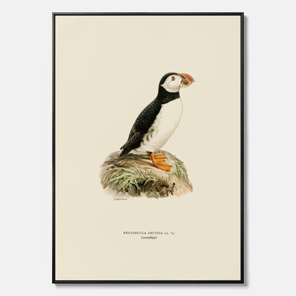Inramad vintageposter på canvas föreställande en lunnefågel, ritad av bröderna von Wright. 30x40 cm.