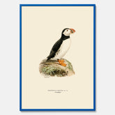 Inramad vintageposter föreställande en lunnefågel, ritad av bröderna von Wright. 30x40 cm.