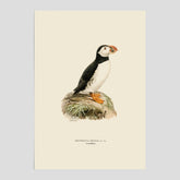 Vintageposter föreställande en lunnefågel, ritad av bröderna von Wright. 30x40 cm.