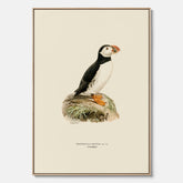 Inramad vintageposter på canvas föreställande en lunnefågel, ritad av bröderna von Wright. 30x40 cm.