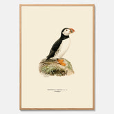 Inramad vintageposter föreställande en lunnefågel, ritad av bröderna von Wright. 30x40 cm.