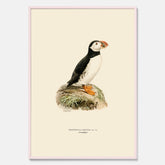Inramad vintageposter föreställande en lunnefågel, ritad av bröderna von Wright. 30x40 cm.