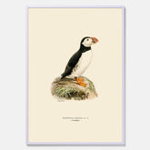 Inramad vintageposter föreställande en lunnefågel, ritad av bröderna von Wright. 30x40 cm.