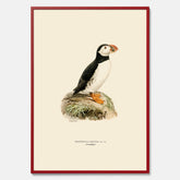 Inramad vintageposter föreställande en lunnefågel, ritad av bröderna von Wright. 30x40 cm.