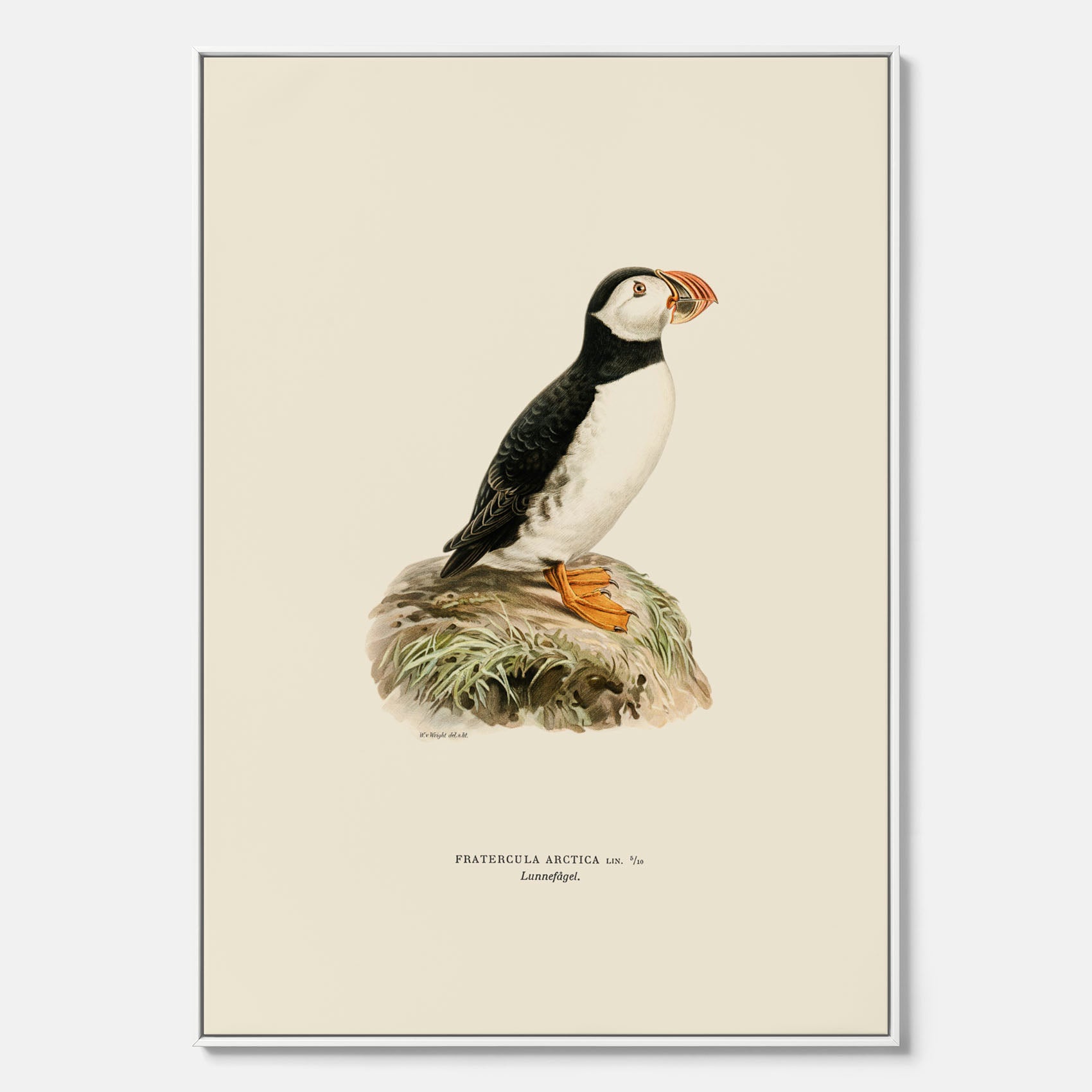 Inramad vintageposter på canvas föreställande en lunnefågel, ritad av bröderna von Wright. 30x40 cm.