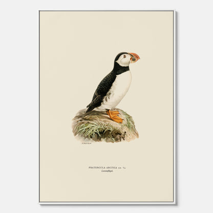 Inramad vintageposter på canvas föreställande en lunnefågel, ritad av bröderna von Wright. 30x40 cm.