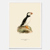 Inramad vintageposter föreställande en lunnefågel, ritad av bröderna von Wright. 30x40 cm.