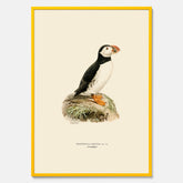 Inramad vintageposter föreställande en lunnefågel, ritad av bröderna von Wright. 30x40 cm.