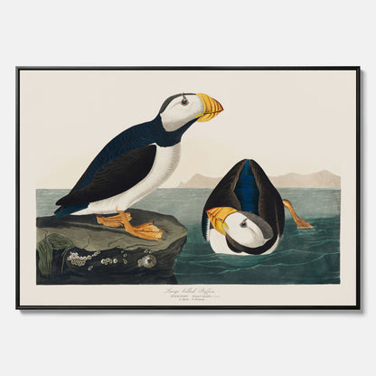 Tavla med canvas av Lunnefågel "Puffin" poster No.2 – Vintageposter med fågel