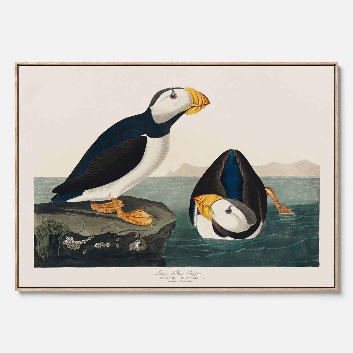 Tavla med canvas av Lunnefågel "Puffin" poster No.2 – Vintageposter med fågel