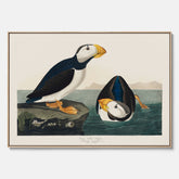 Tavla med canvas av Lunnefågel "Puffin" poster No.2 – Vintageposter med fågel