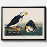 Tavla med canvas av Lunnefågel "Puffin" poster No.2 – Vintageposter med fågel
