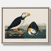 Tavla med canvas av Lunnefågel "Puffin" poster No.2 – Vintageposter med fågel