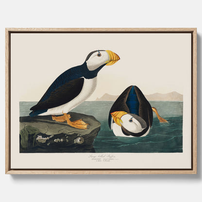Tavla med canvas av Lunnefågel "Puffin" poster No.2 – Vintageposter med fågel