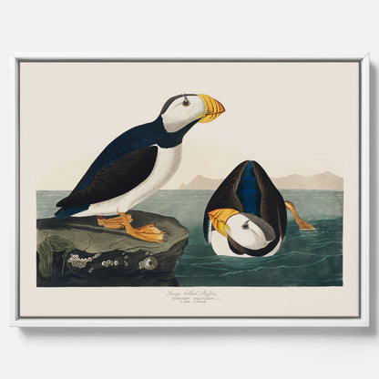 Tavla med canvas av Lunnefågel "Puffin" poster No.2 – Vintageposter med fågel