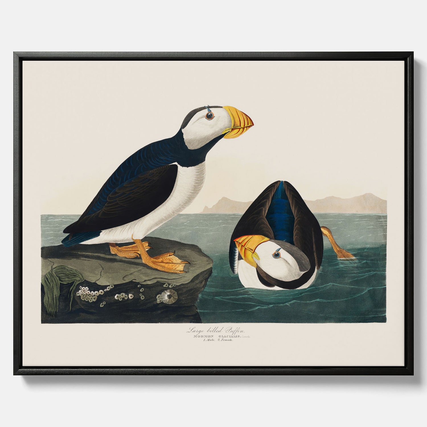 Tavla med canvas av Lunnefågel "Puffin" poster No.2 – Vintageposter med fågel