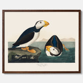 Lunnefågel "Puffin" poster No.2 – Vintageposter med fågel