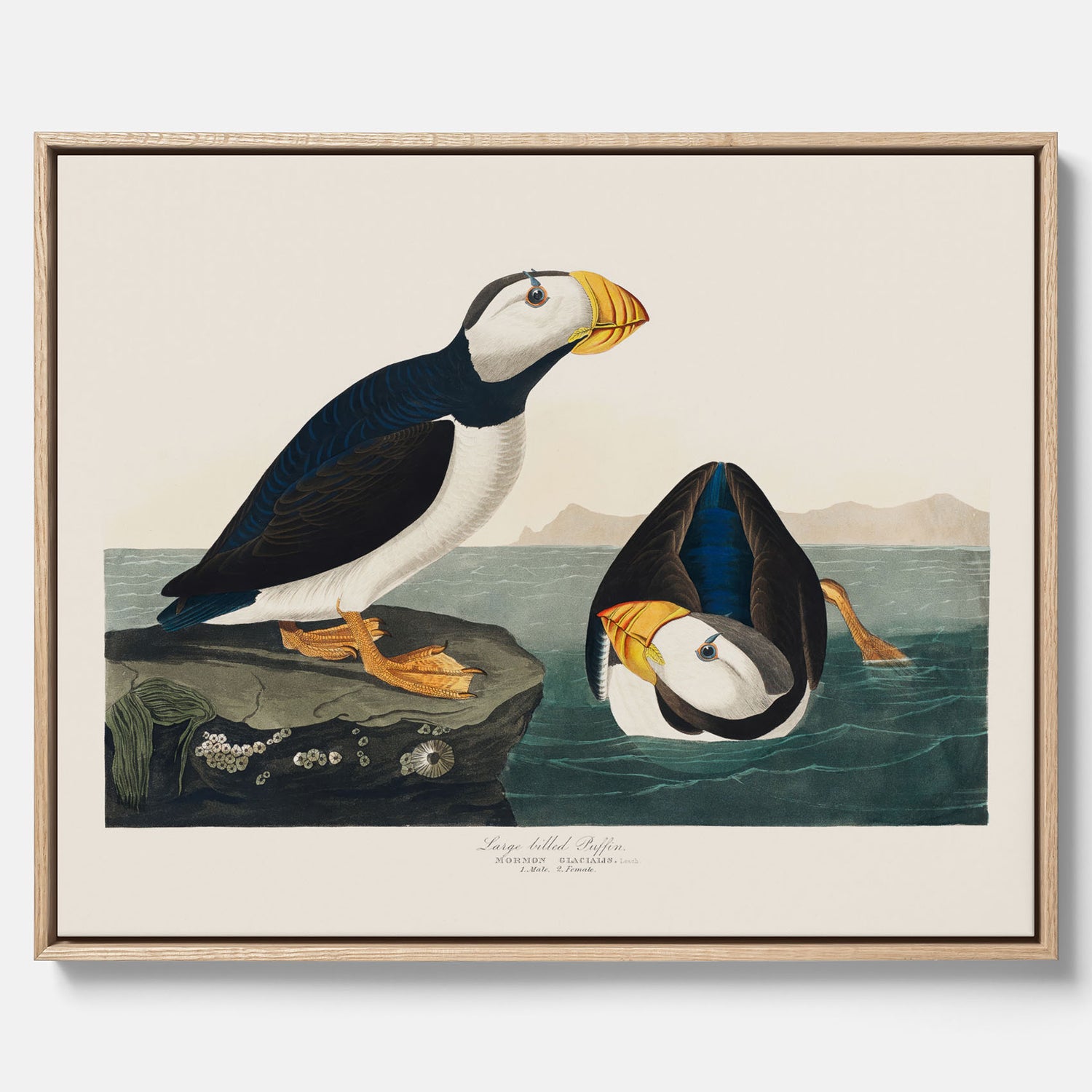 Tavla med canvas av Lunnefågel "Puffin" poster No.2 – Vintageposter med fågel
