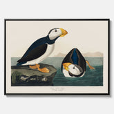 Tavla med canvas av Lunnefågel "Puffin" poster No.2 – Vintageposter med fågel
