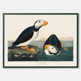 Lunnefågel "Puffin" poster No.2 – Vintageposter med fågel