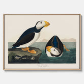 Tavla med canvas av Lunnefågel "Puffin" poster No.2 – Vintageposter med fågel