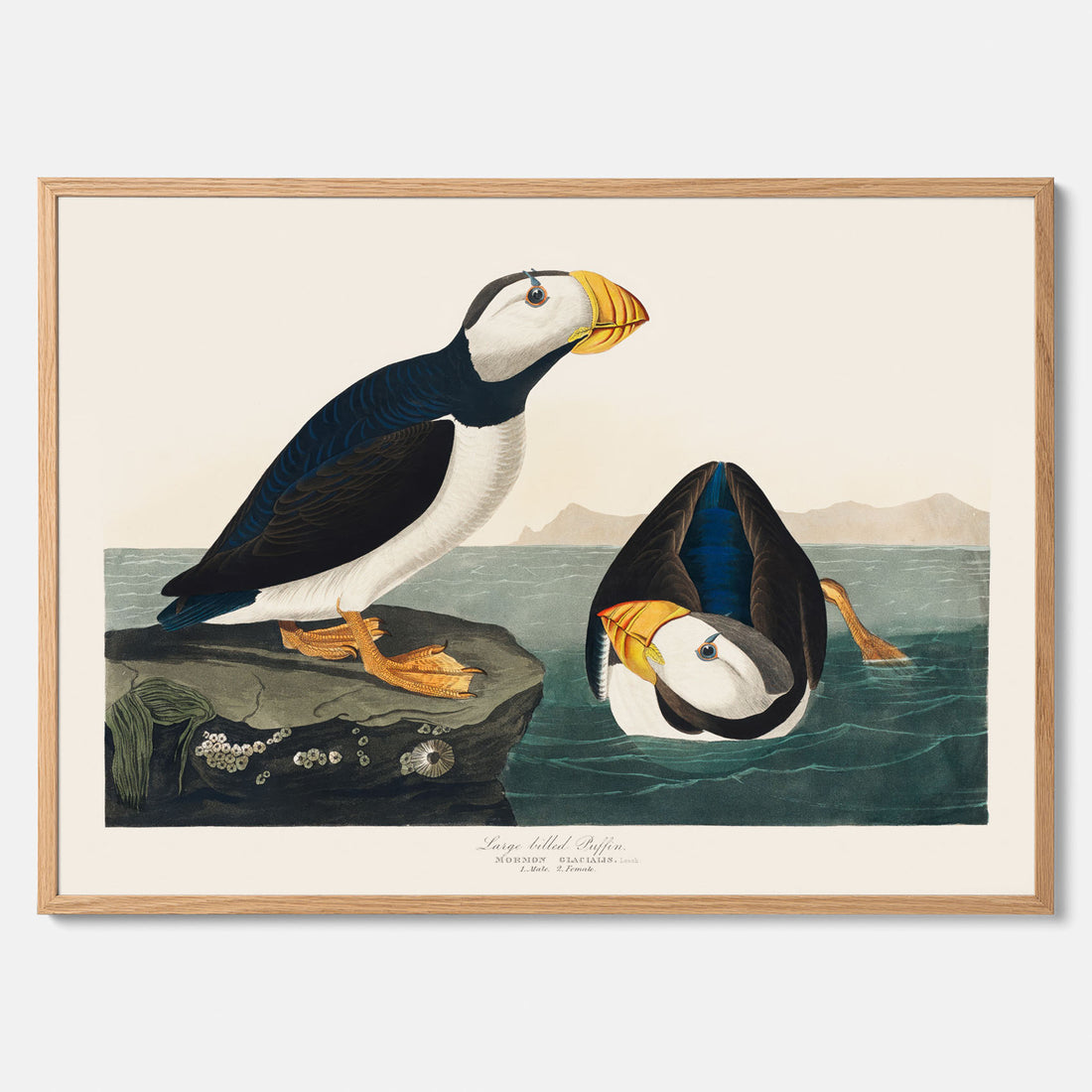 Lunnefågel &quot;Puffin&quot; poster No.2 – Vintageposter med fågel
