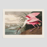 Tavla med en Rosenskedstork poster – Vintageposter med fågel