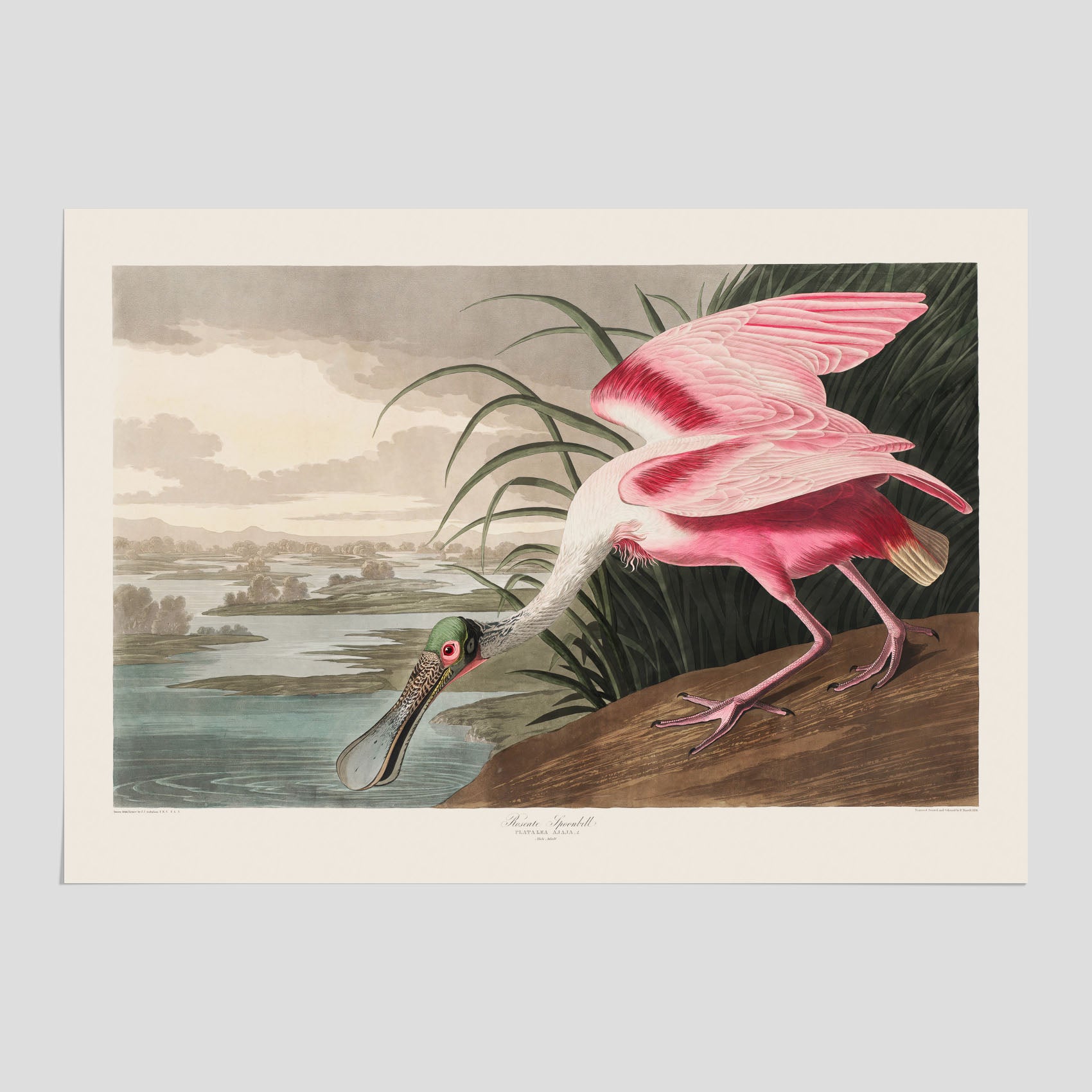 Tavla med en Rosenskedstork poster – Vintageposter med fågel