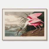 Canvastavla med en Rosenskedstork poster – Vintageposter med fågel