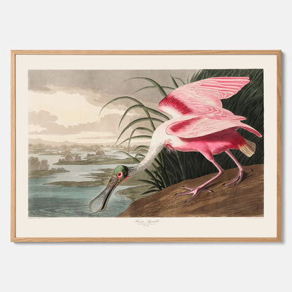 Tavla med en Rosenskedstork poster – Vintageposter med fågel
