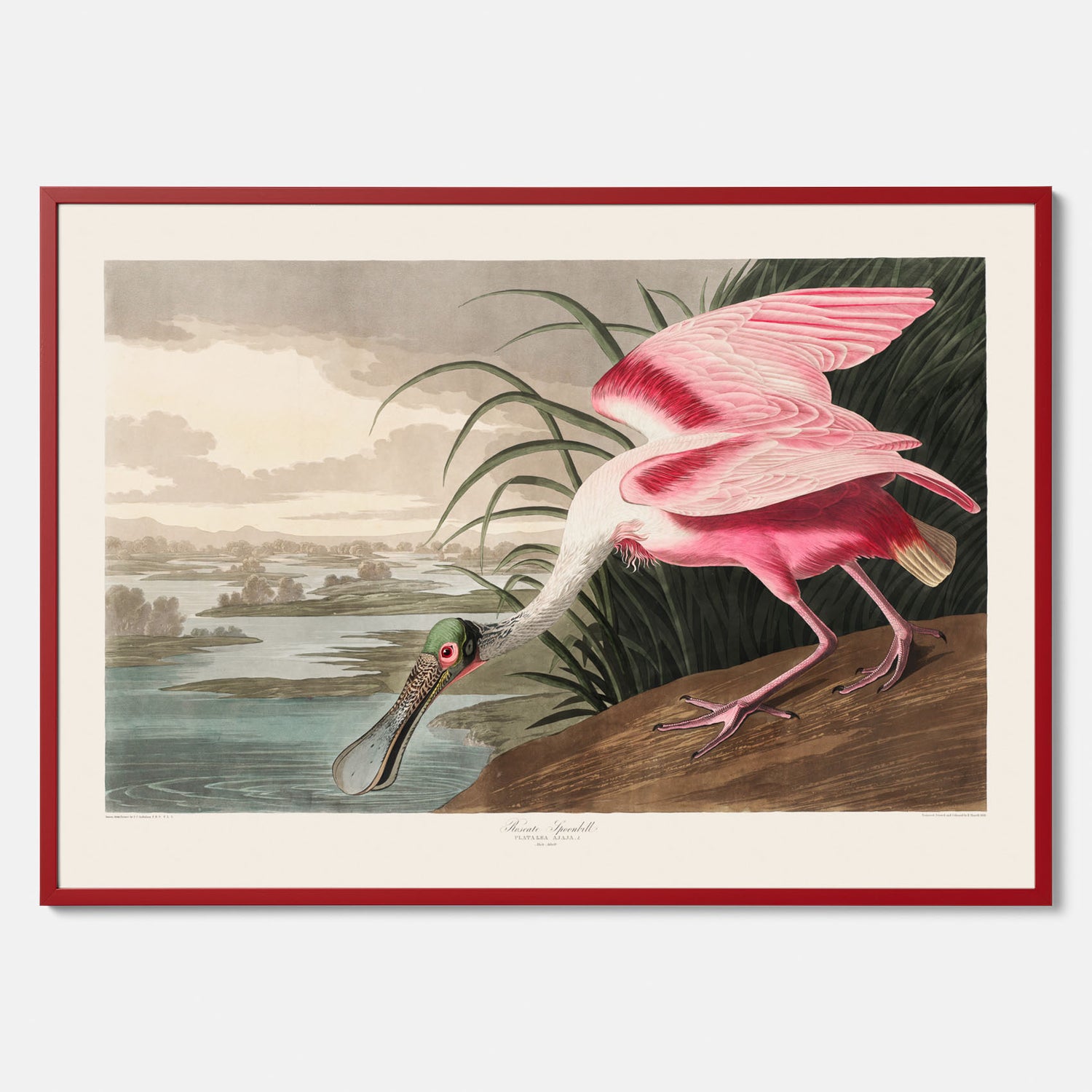 Tavla med en Rosenskedstork poster – Vintageposter med fågel