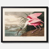 Tavla med en Rosenskedstork poster – Vintageposter med fågel