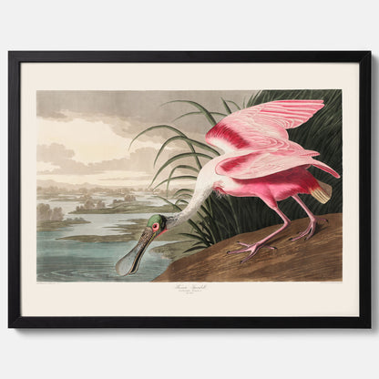 Tavla med en Rosenskedstork poster – Vintageposter med fågel