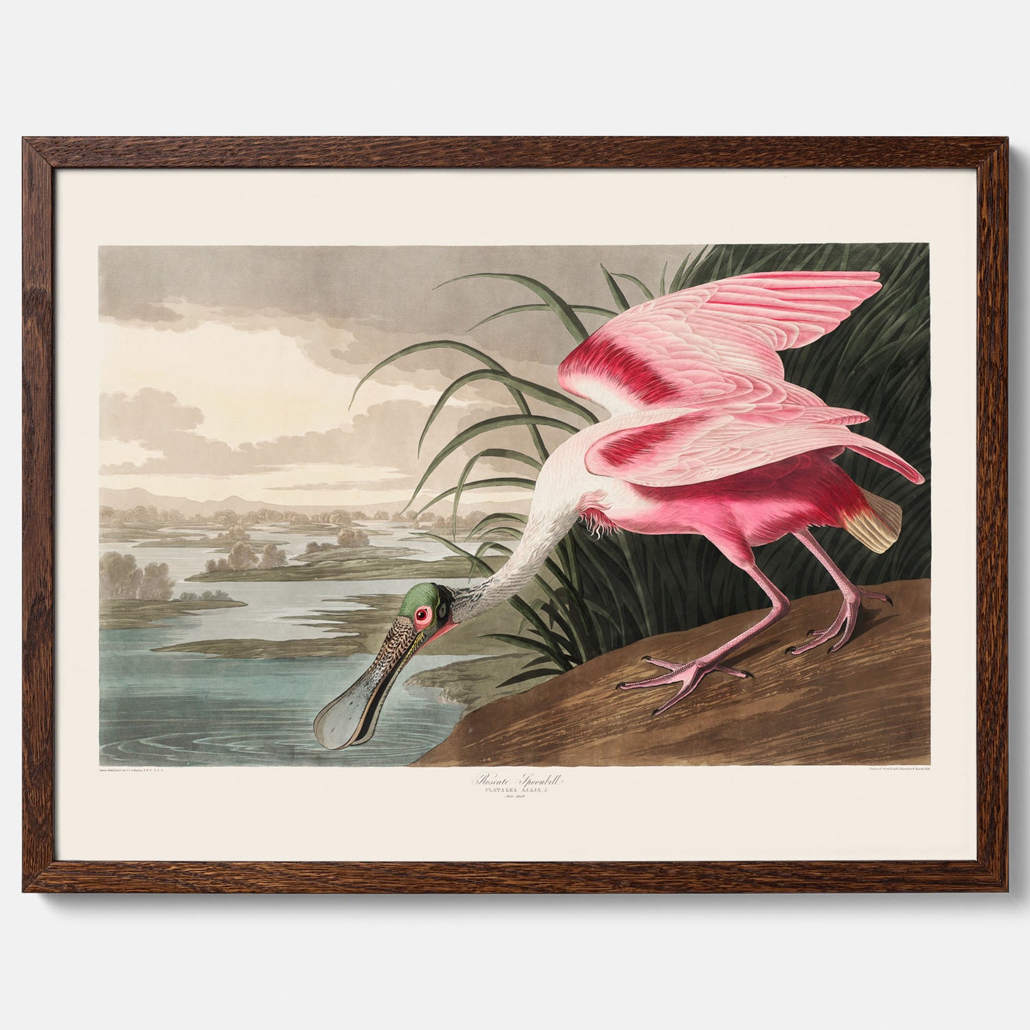 Tavla med en Rosenskedstork poster – Vintageposter med fågel