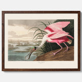 Tavla med en Rosenskedstork poster – Vintageposter med fågel