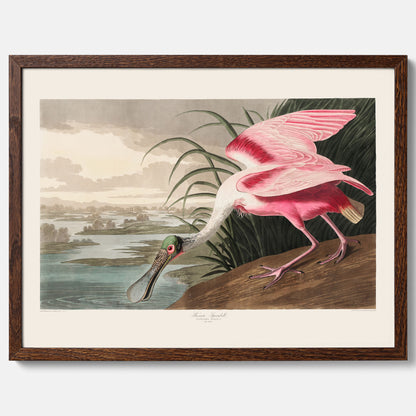 Tavla med en Rosenskedstork poster – Vintageposter med fågel