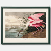 Tavla med en Rosenskedstork poster – Vintageposter med fågel