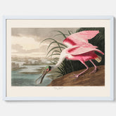 Tavla med en Rosenskedstork poster – Vintageposter med fågel