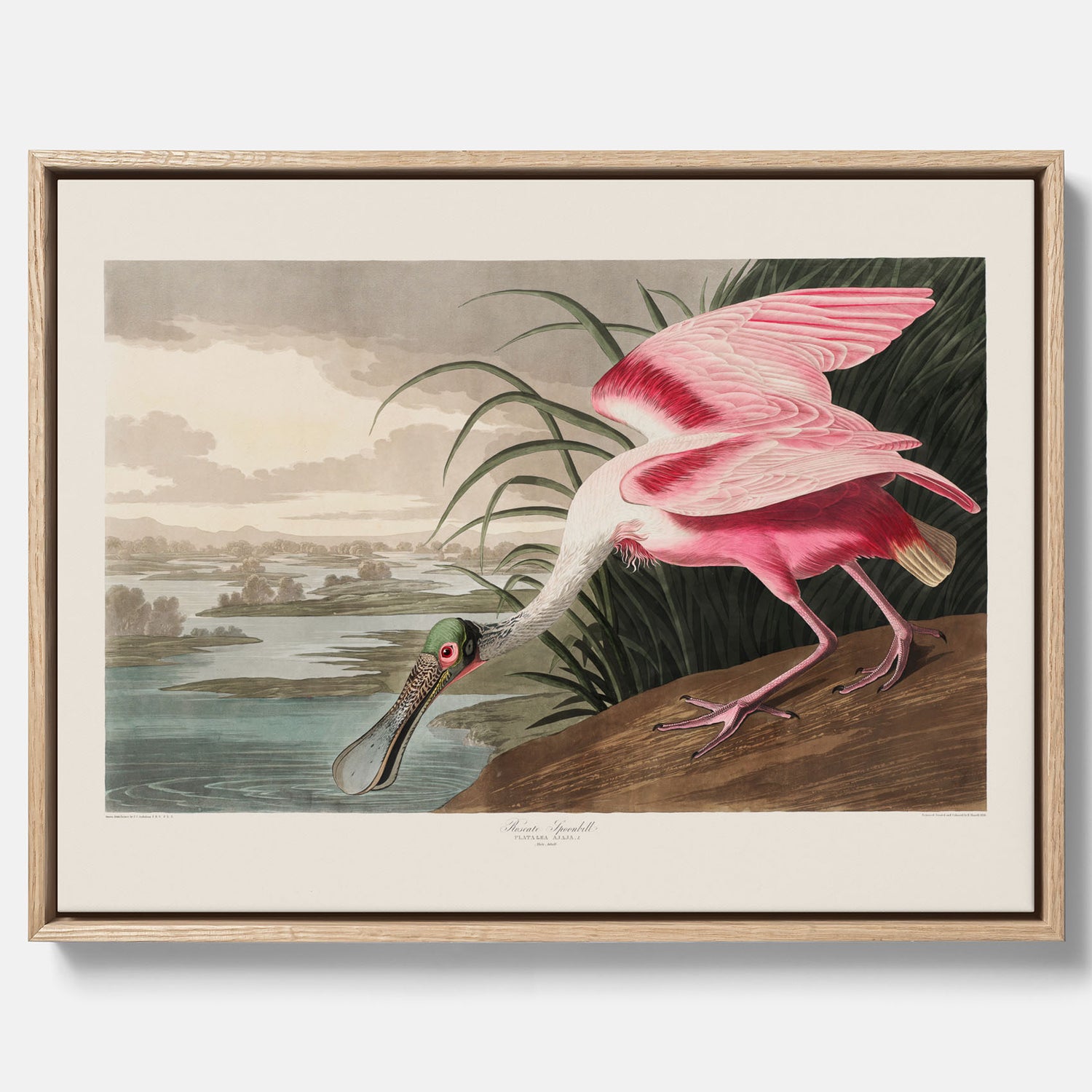 Canvastavla med en Rosenskedstork poster – Vintageposter med fågel