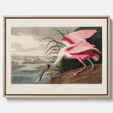 Canvastavla med en Rosenskedstork poster – Vintageposter med fågel